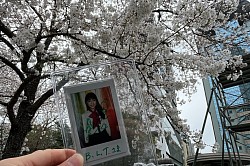 推しと桜🌸