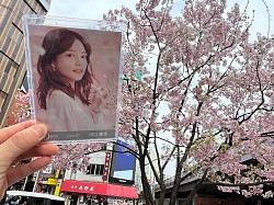 川口春奈×桜🌸